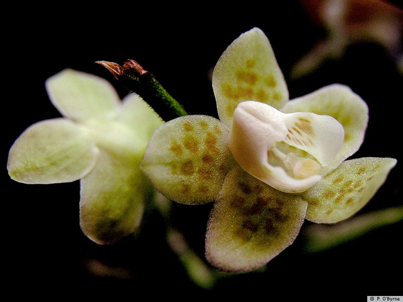 chiloschista parishii var sakura コルク原種 chiloschista parishii var sakura コルク原種
